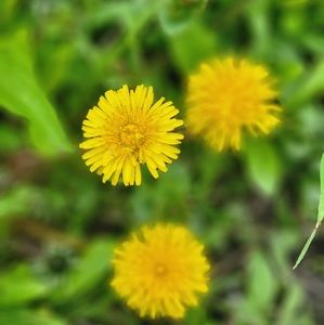 Meet your Posher, Sono